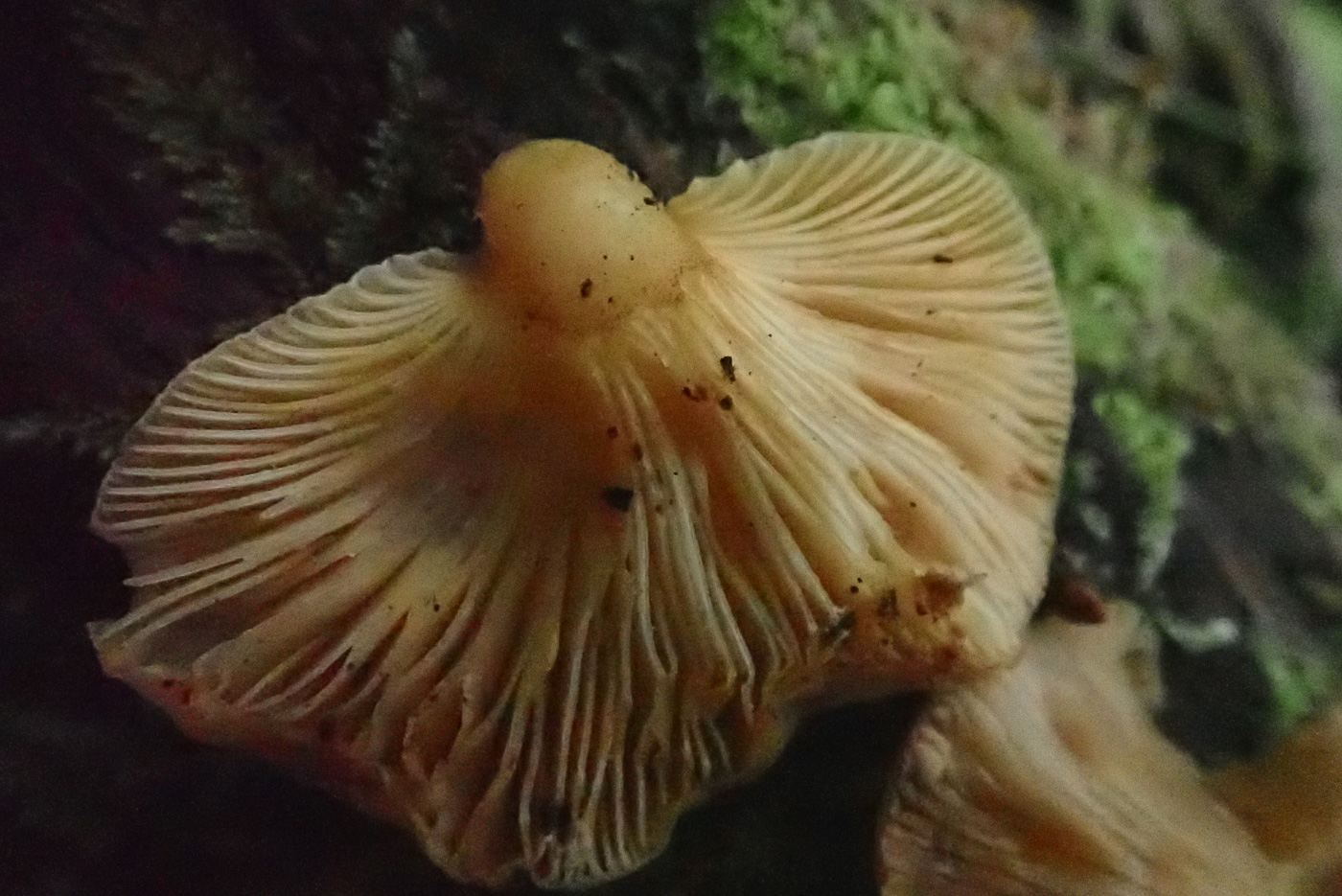Photo by Penny Cullington Sarcomyxa serotina by Penny Cullington